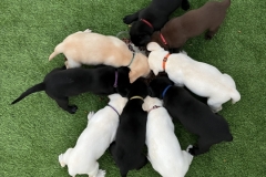 Cats Pups 25